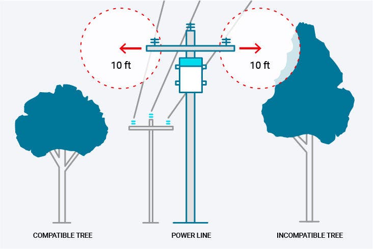 One tree can cause a power outage in an entire neighborhood. Keep trees away from power lines by planning before planting.