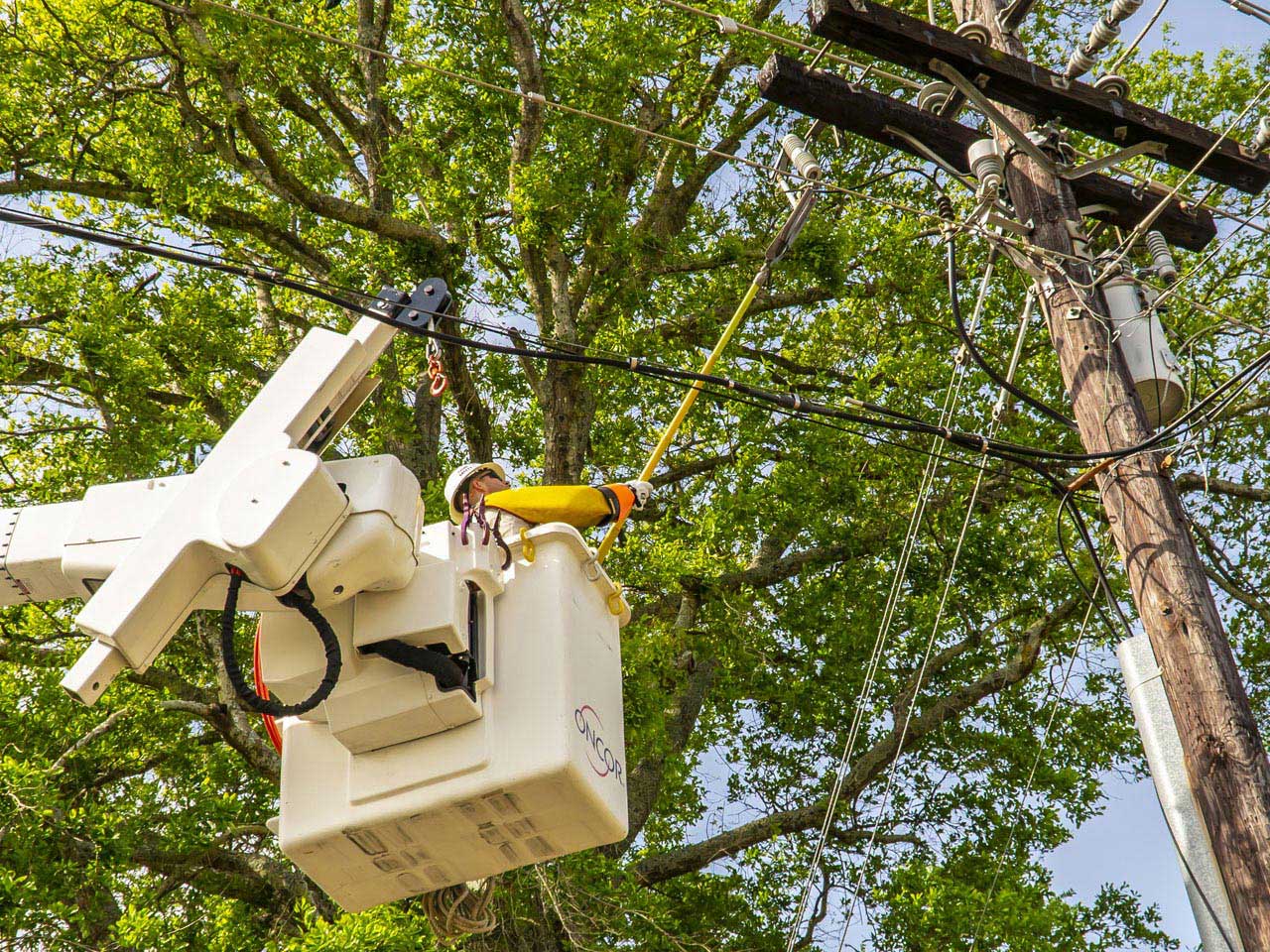 Oncor New Construction Tree Pruning Oncor New Construction Tree Pruning
