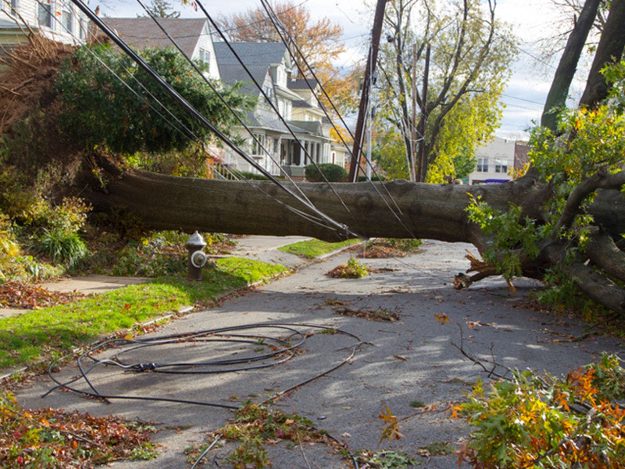 tree fallen on power lines