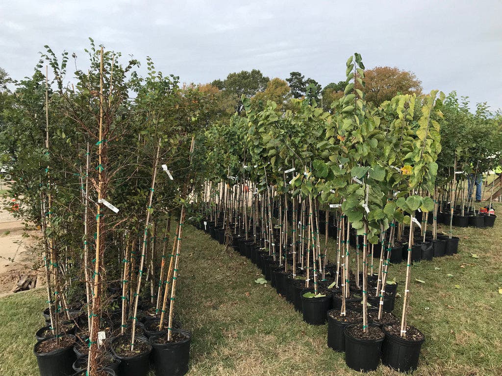 Now open 2019 energy savings trees program Small trees lined up for giveaway