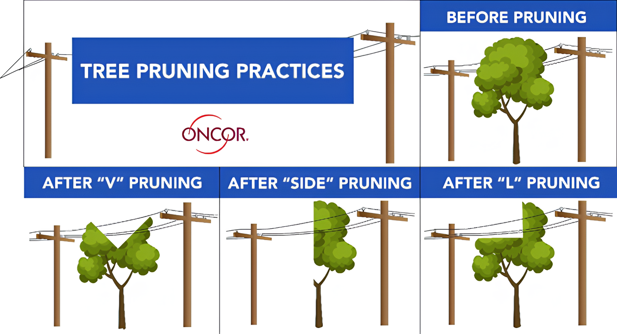 Tree Pruning Image