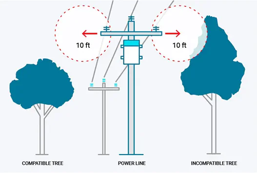 Vegetation Management