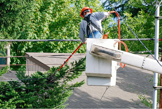 TREE PRUNING CONTRACTORS