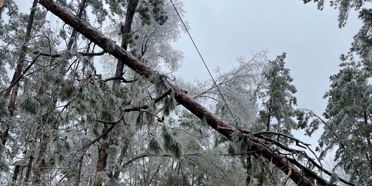 click here to view article image